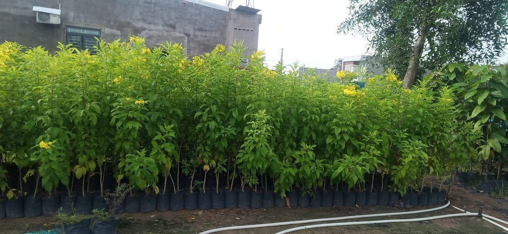 cây hoàng yến