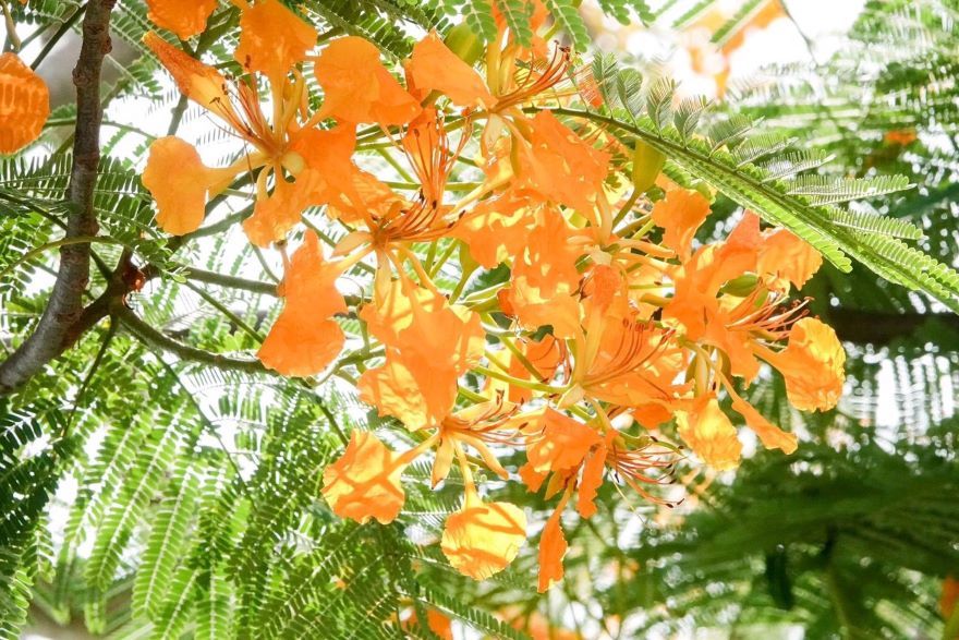 hoa phượng vàng