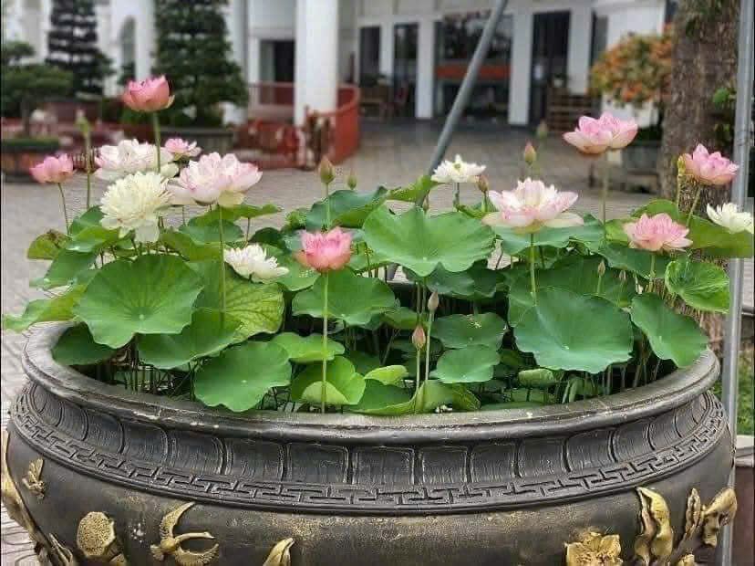 cách trồng sen trong chậu
