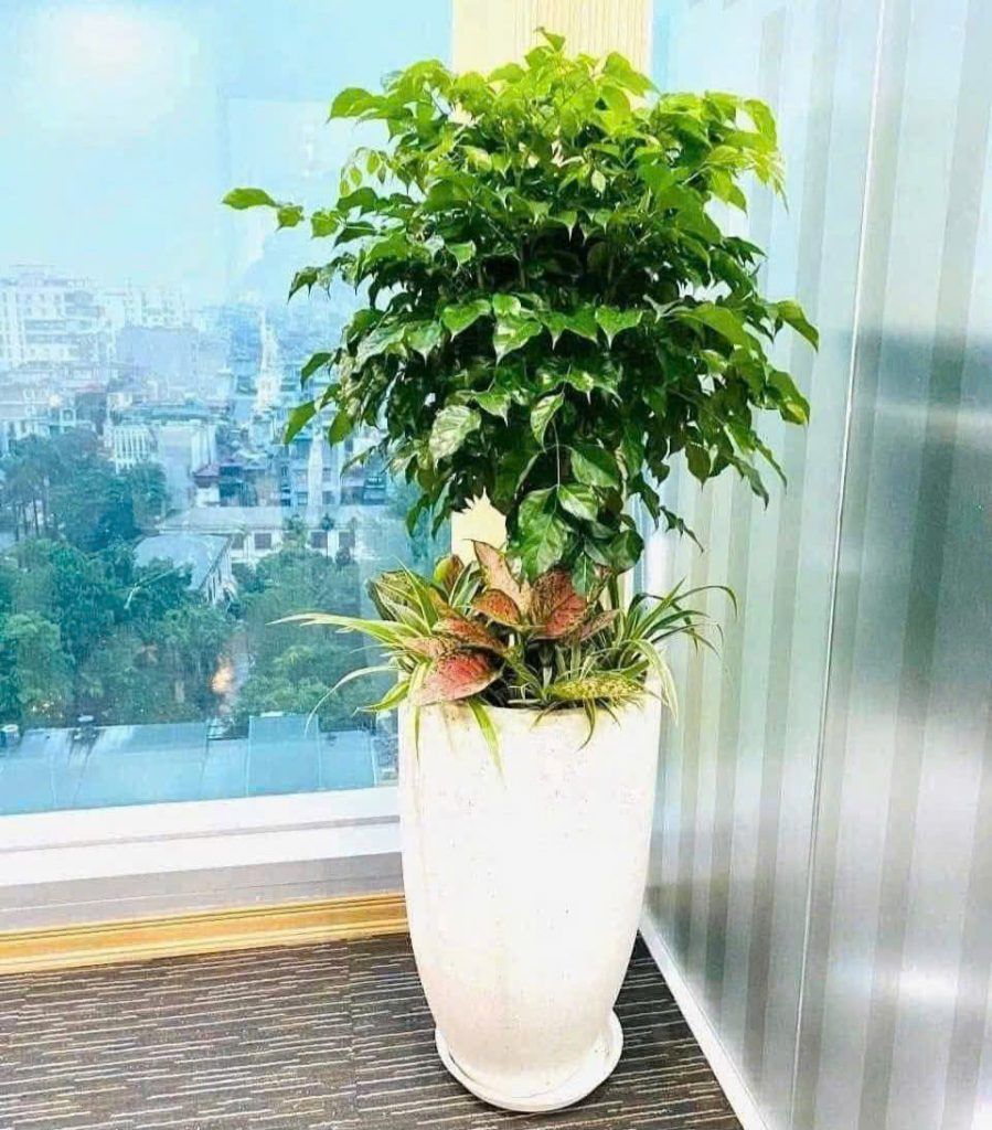 cây hạnh phúc