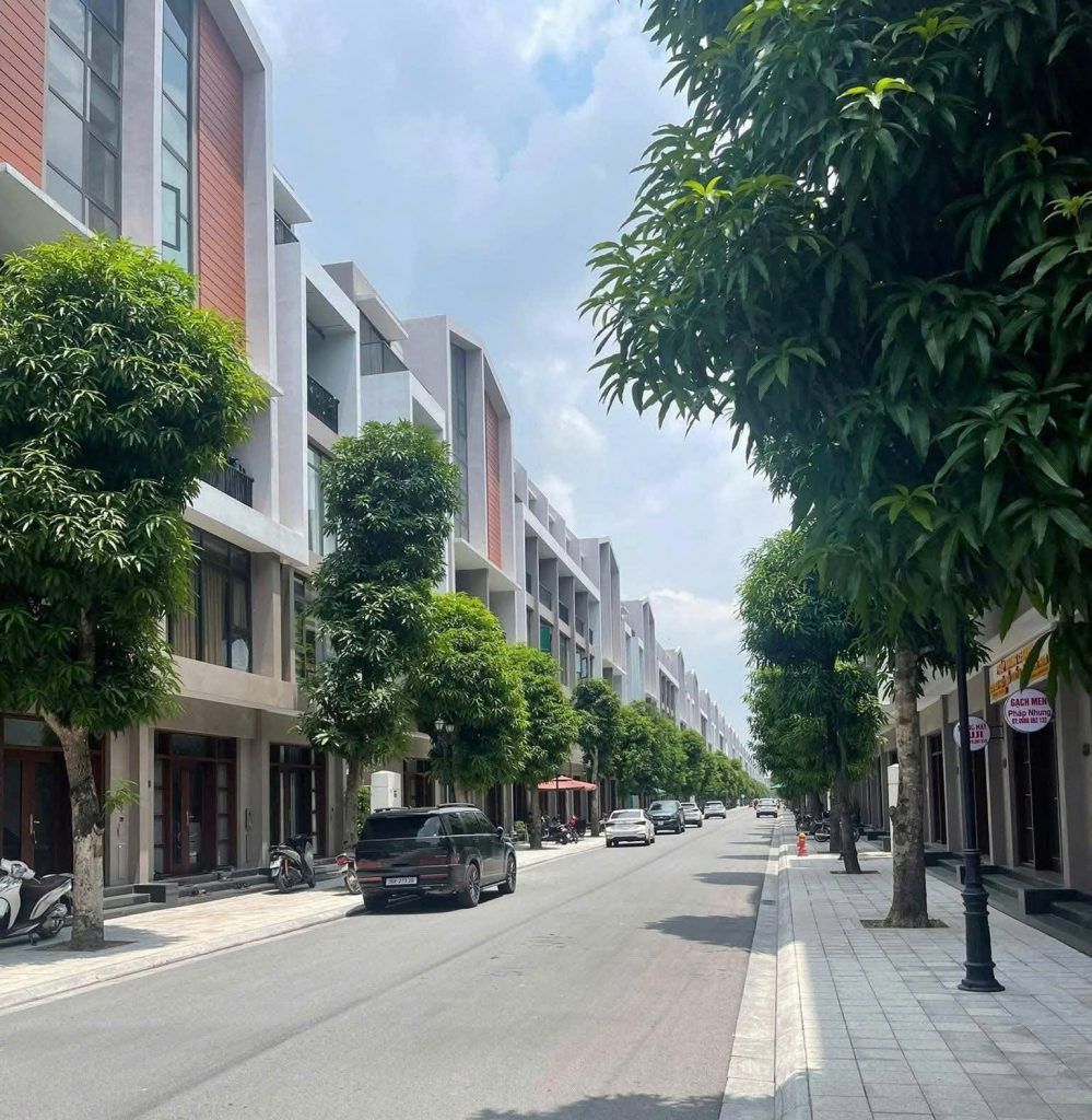 cây xoài giá rẻ