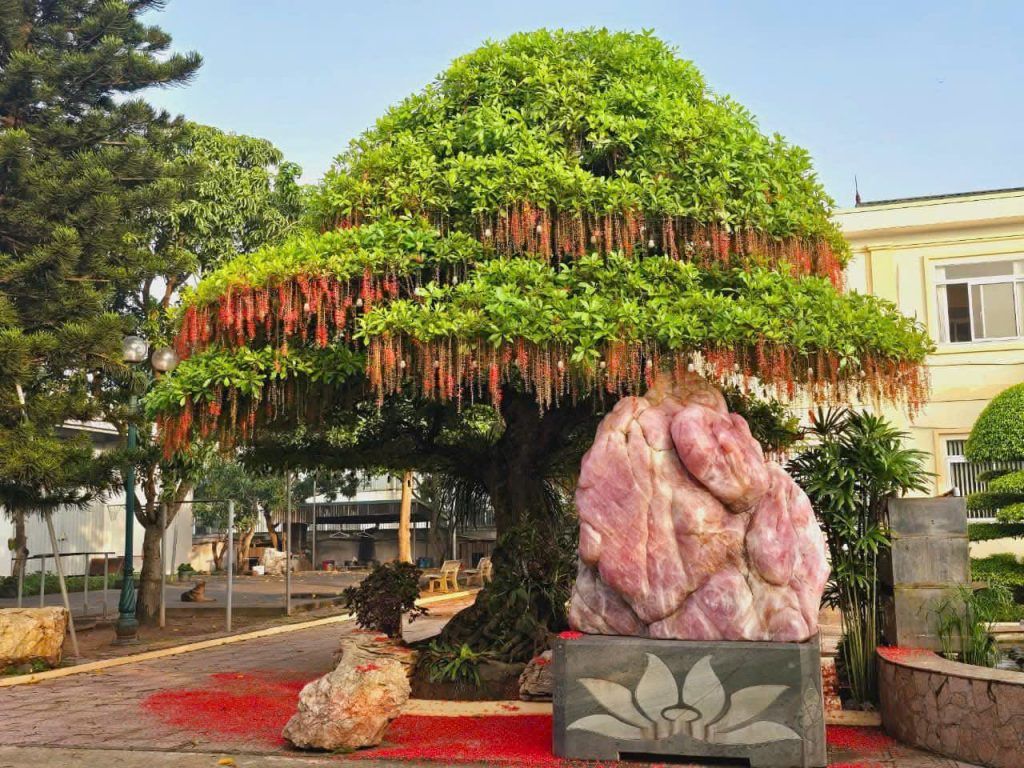 cây lộc vừng đẹp