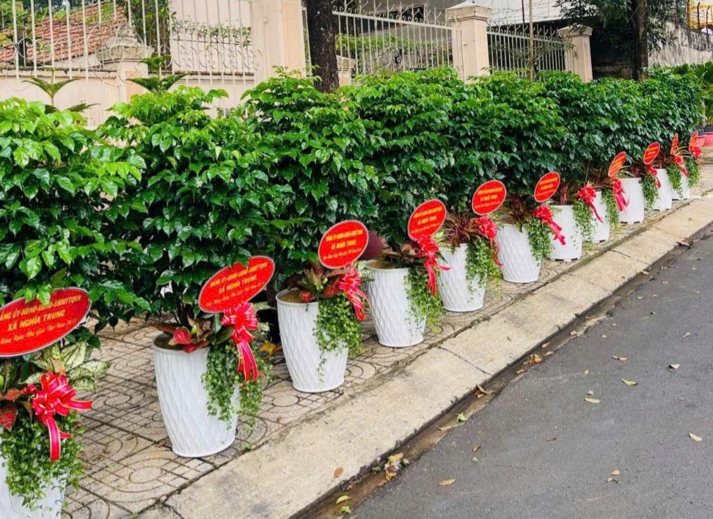 cây hạnh phúc