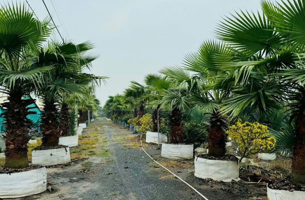 cây cọ mỹ