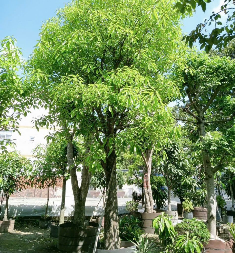 cây lộc vừng bóng mát
