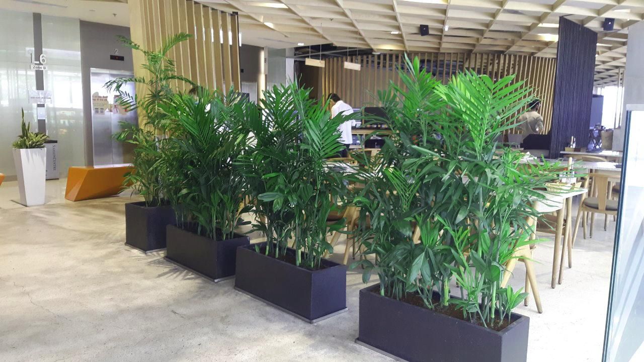 Cay Cau Hawai