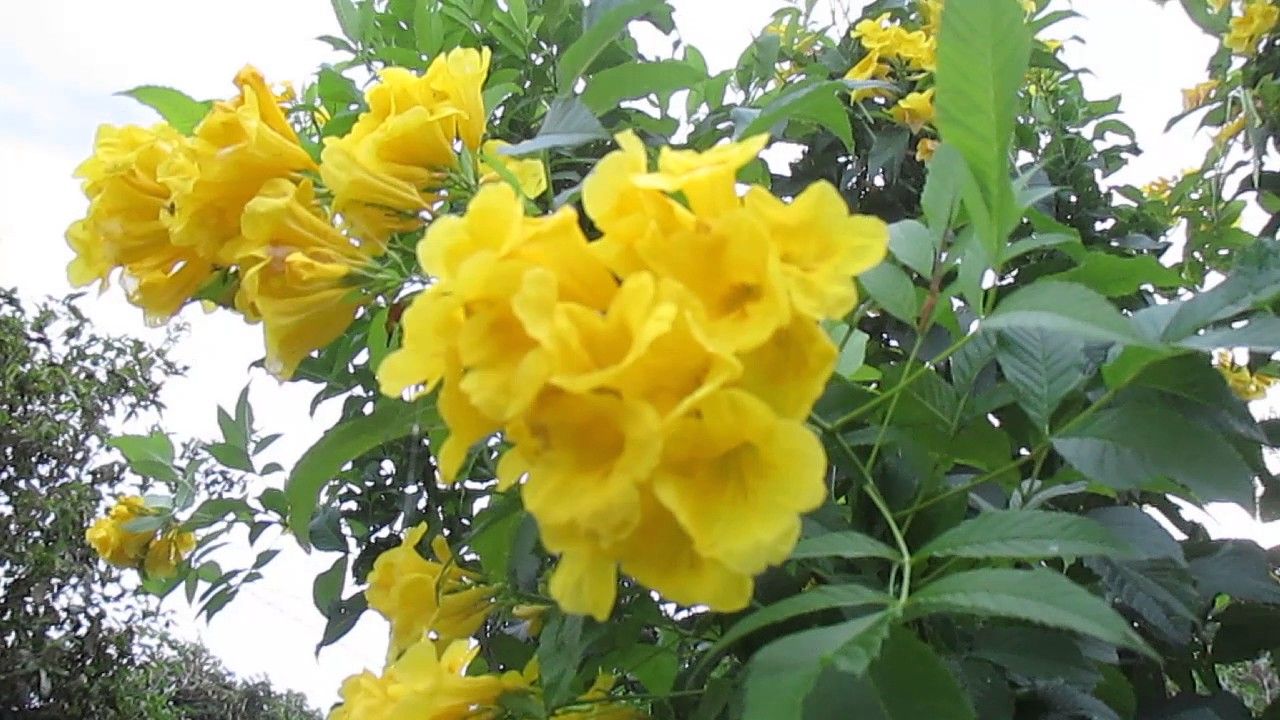 cây chuông vàng