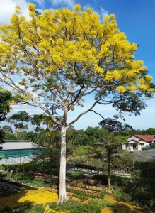 cây phượng vàng