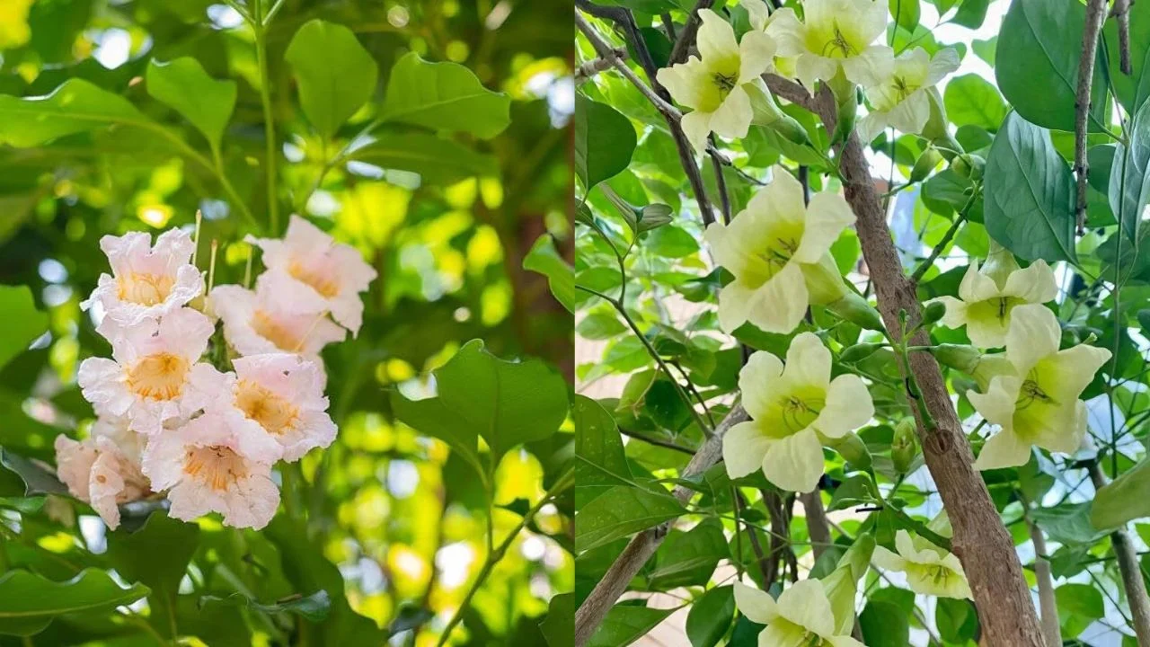 hoa cây hạnh phúc