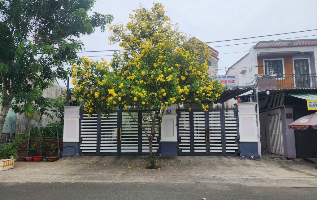 cây hoàng yến