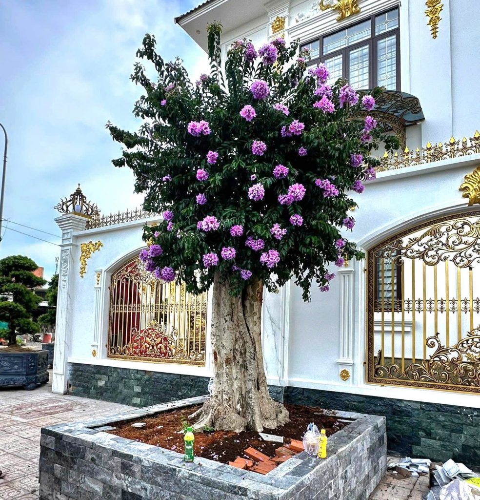 cây bằng lăng thái