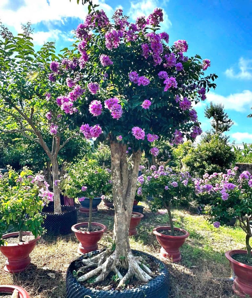 bằng lăng thái ghép