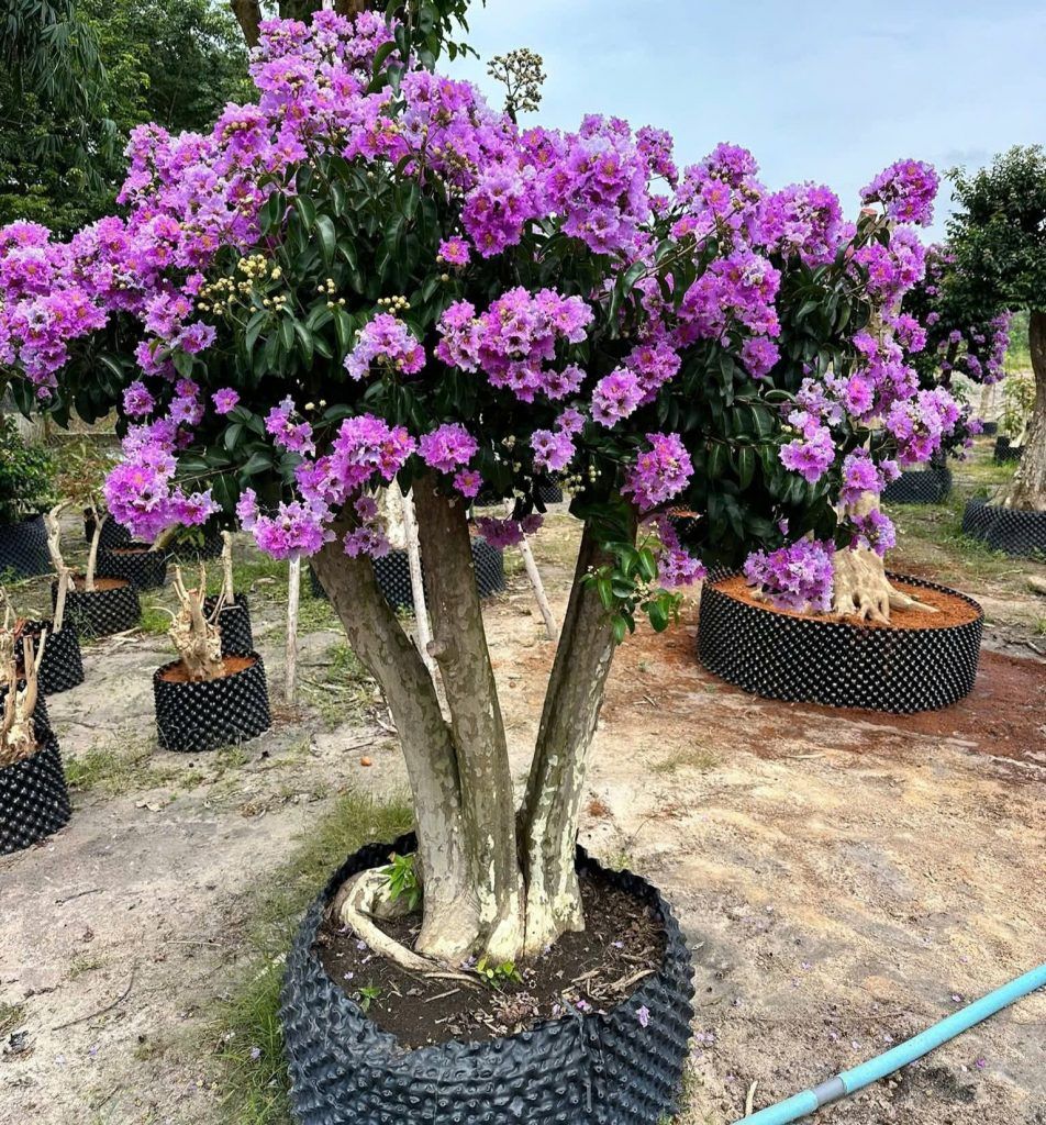 cây bằng lăng thái tím