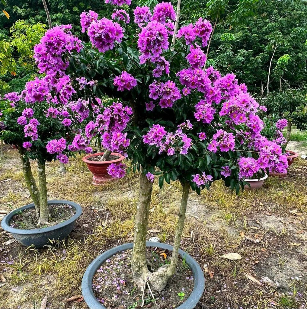 bằng lăng thái tím