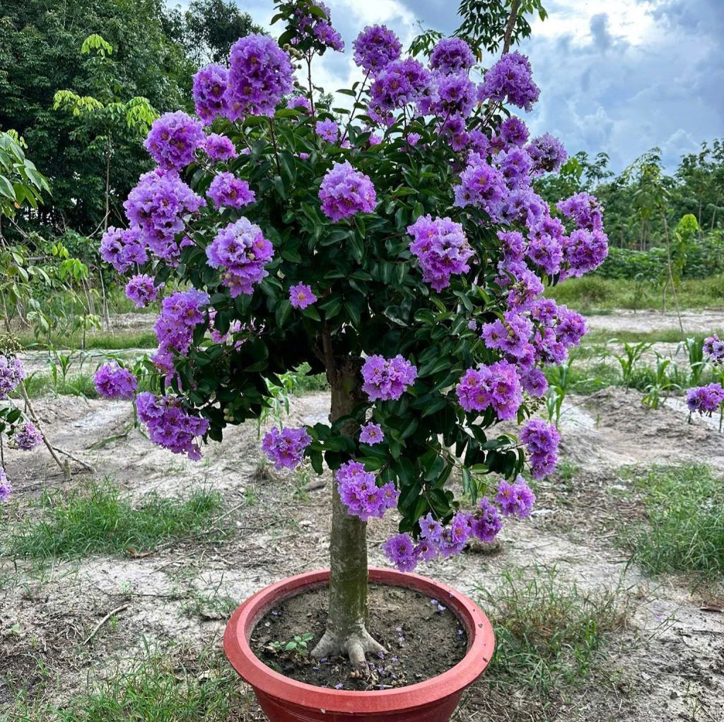 bằng lăng tím ghép