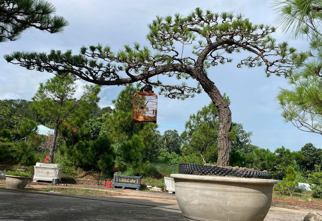 cây thông bonsai